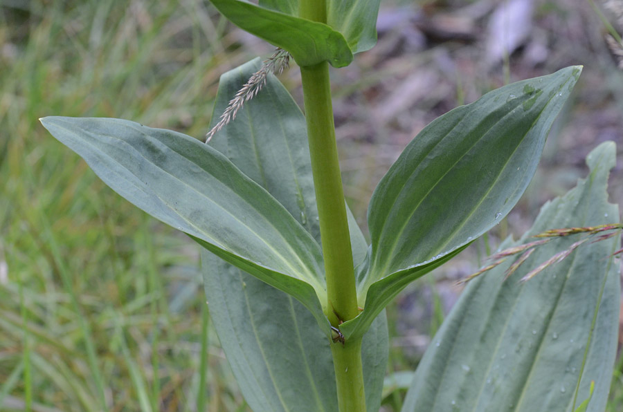 Gentiana lutea subsp. symphyandra / Genziana ad antere saldate